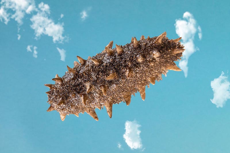 GaoLiZi Sea Cucumber