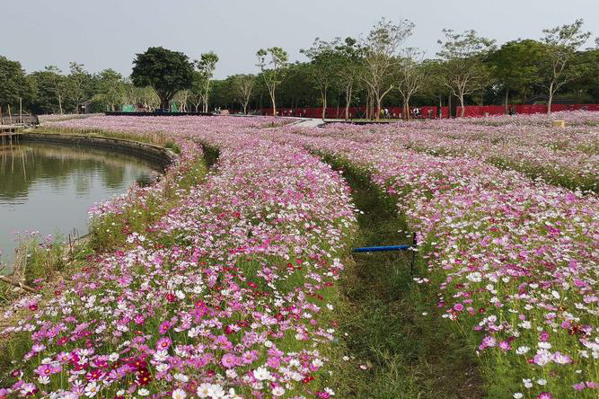 lakeside flower belt