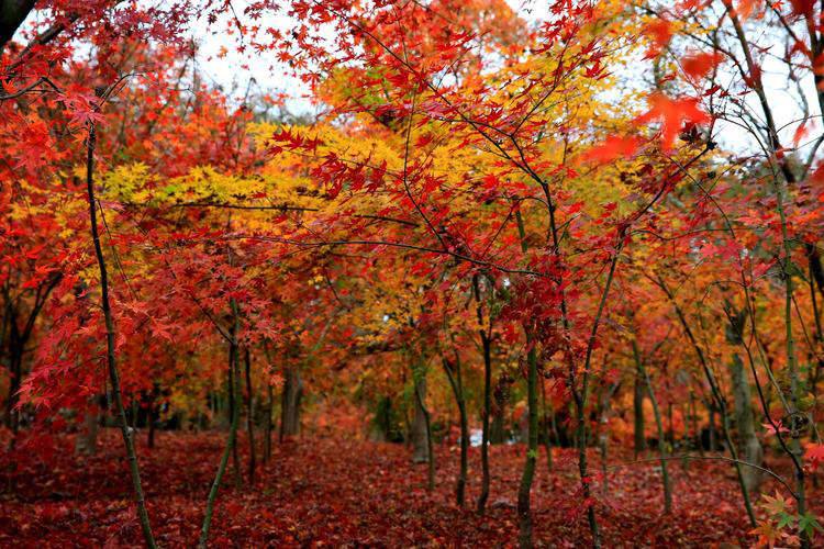 red maple growing area