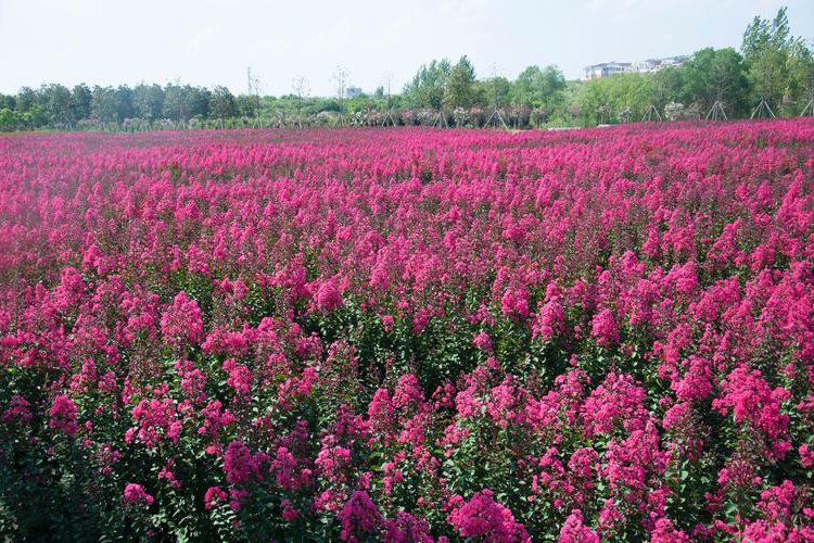 Crape myrtle growing area