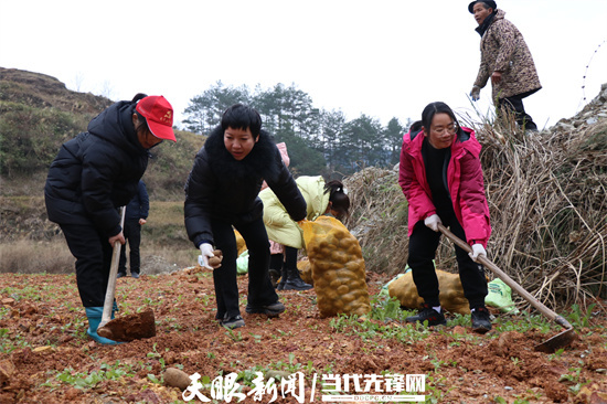 县中医院党员志愿者队伍到帮扶村开展“秋冬种时节·助农添‘薯光’”主题党日活动