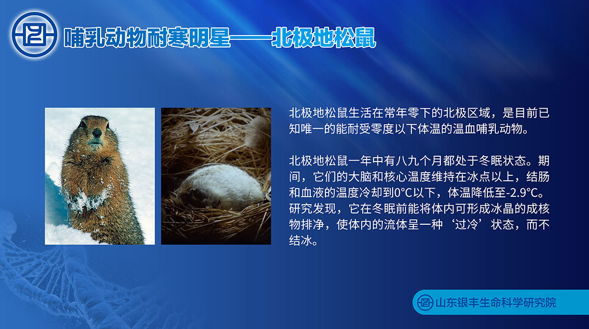 北极地松鼠