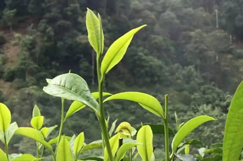 图片名称