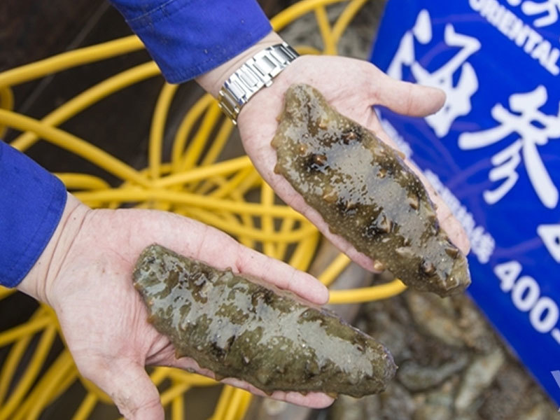 Oriental Ocean invites you to witness the live fishing of wild sea cucumber