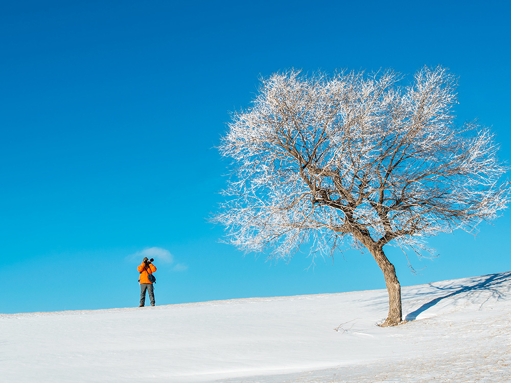 Zhao Li's Photography Works - Snow Tree