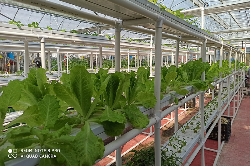 Hydroponic greenhouse project of a middle school