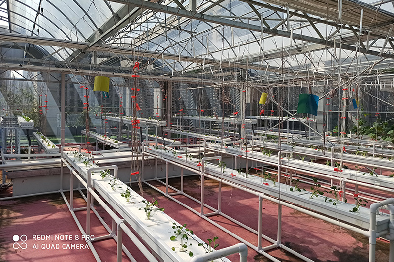 Hydroponic greenhouse project of a middle school