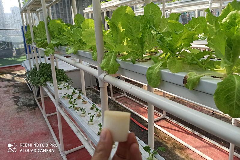 Hydroponic greenhouse project of a middle school