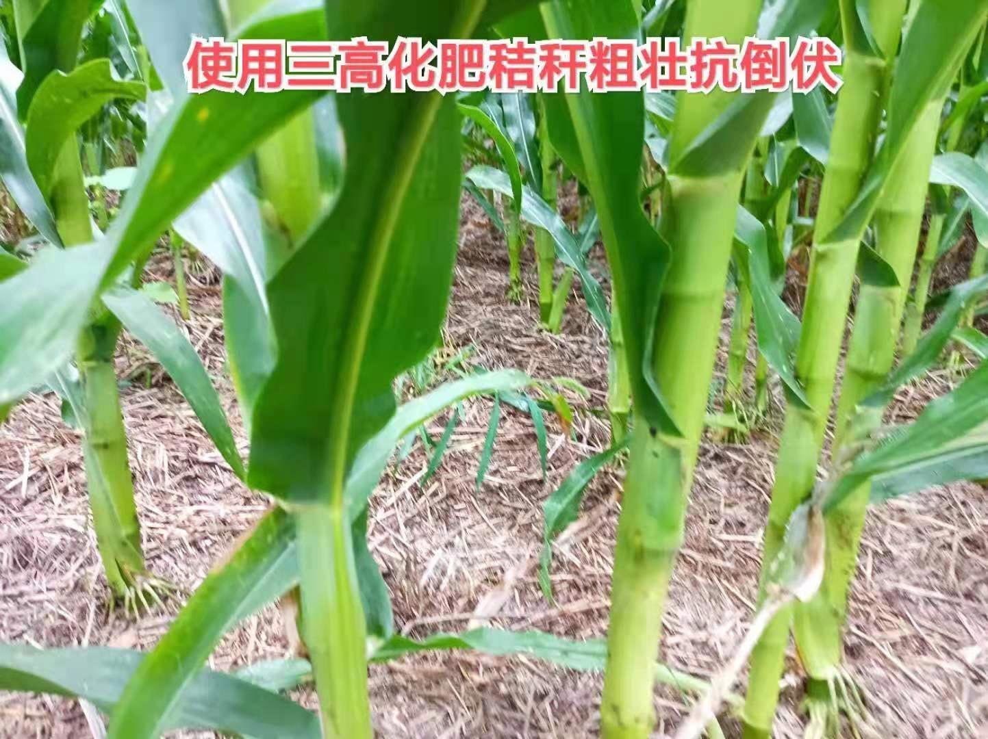 三高農(nóng)業(yè)