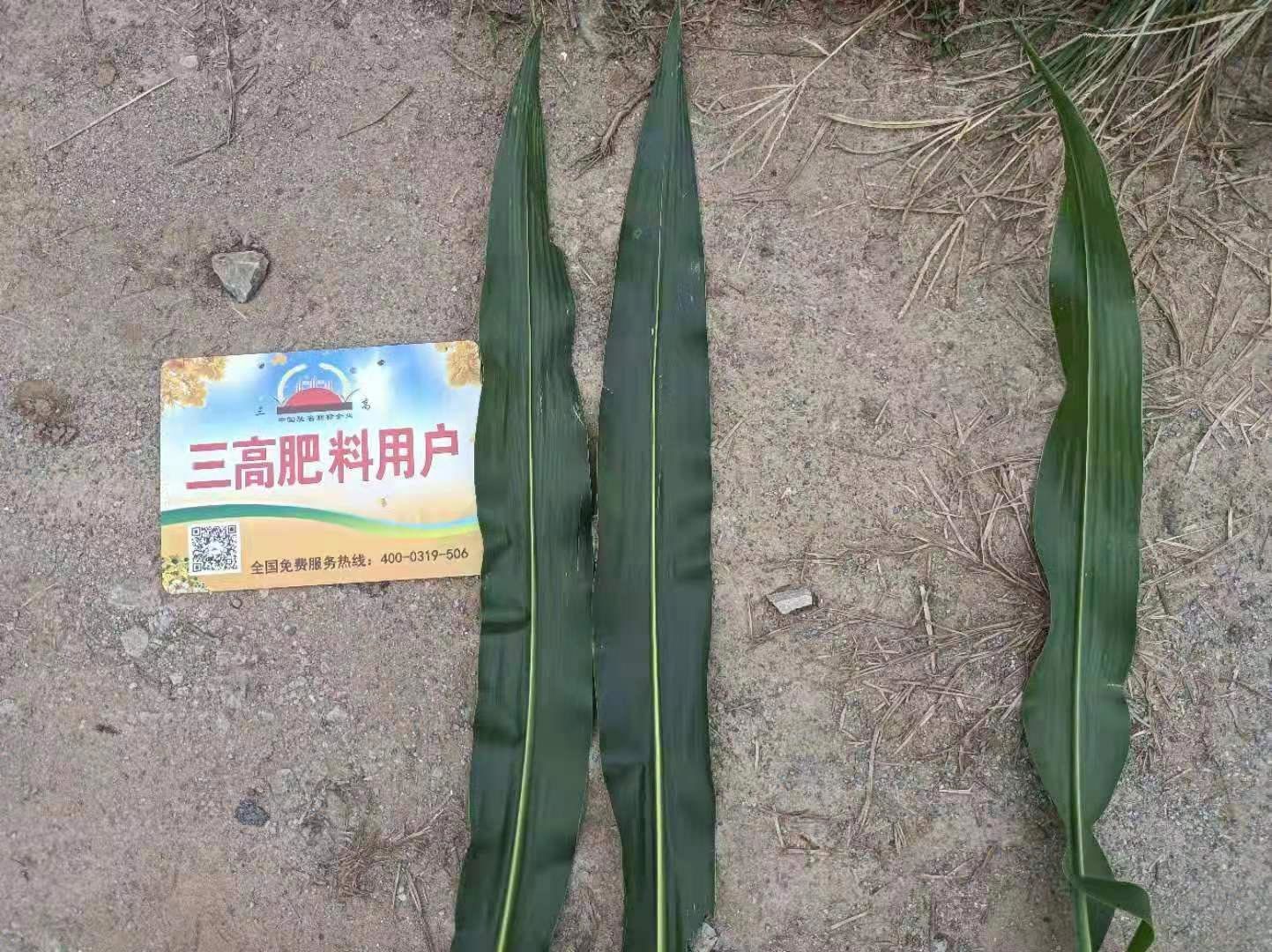 三高農(nóng)業(yè)