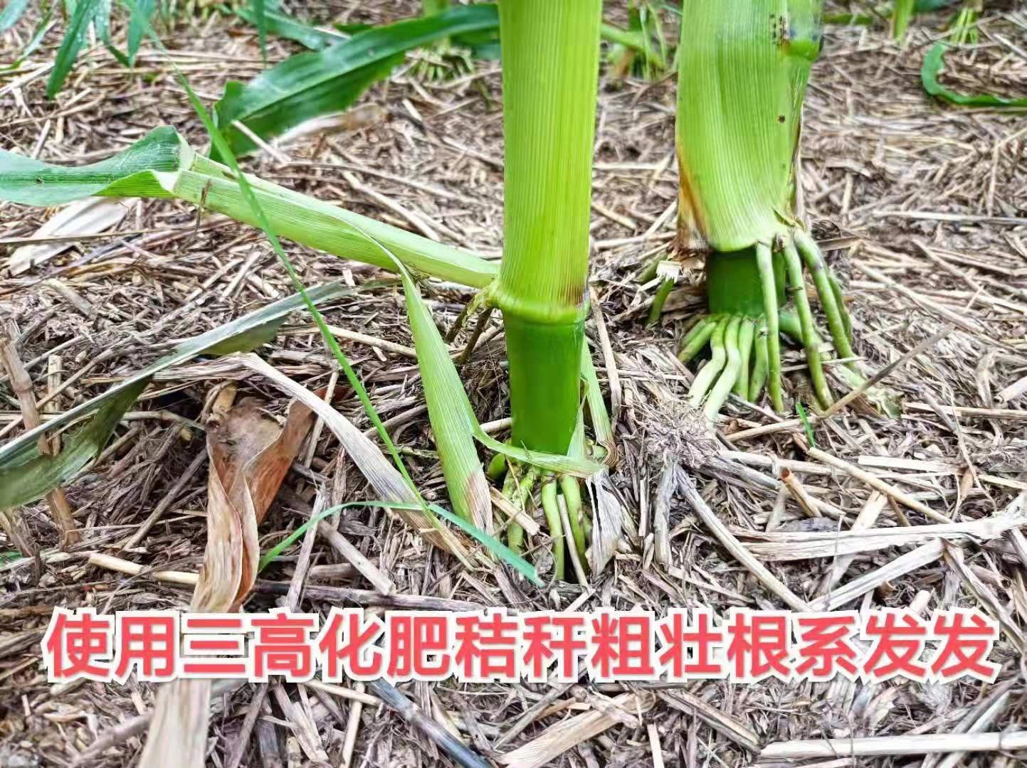 三高農(nóng)業(yè)