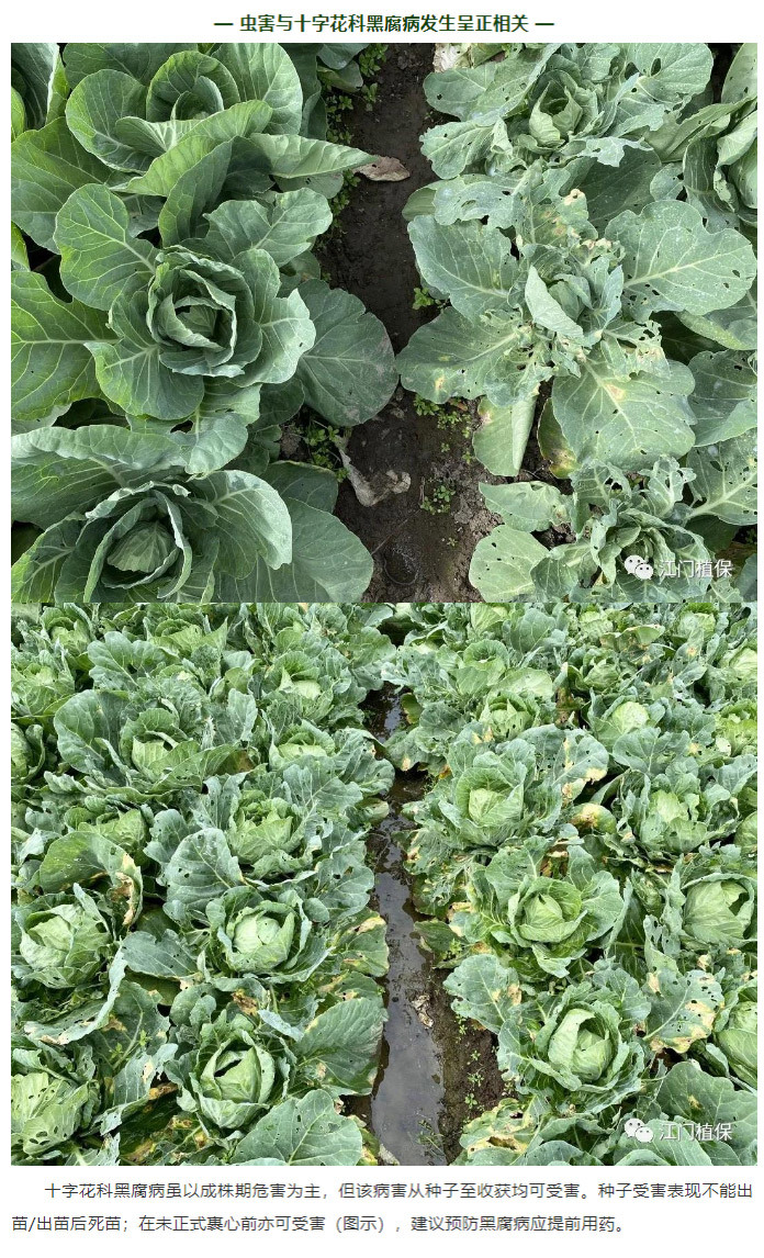 江門植保