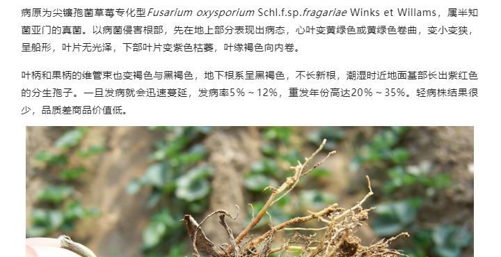 江門植保