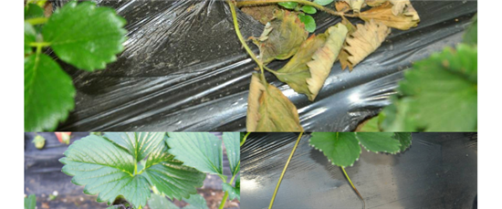 江門植保