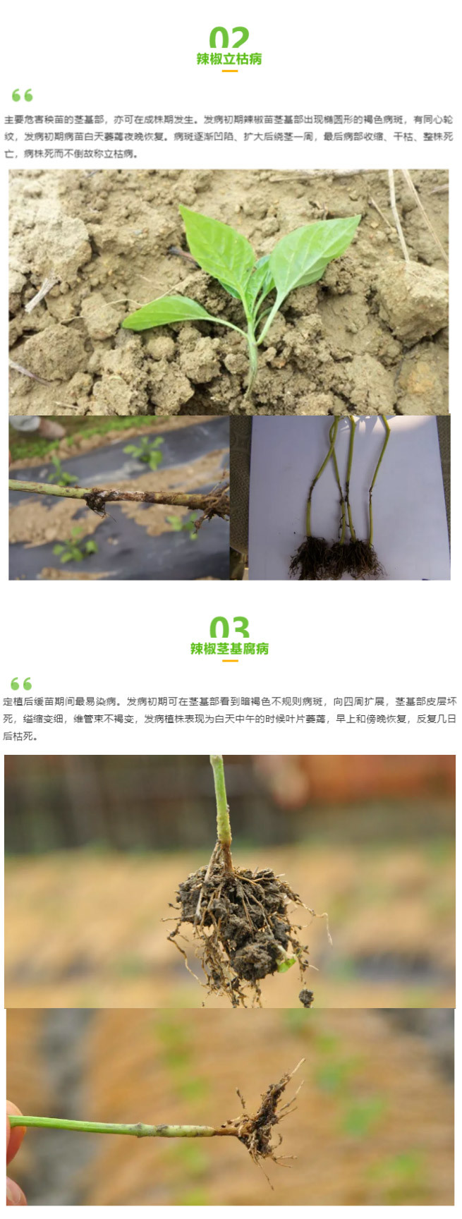 江門植保