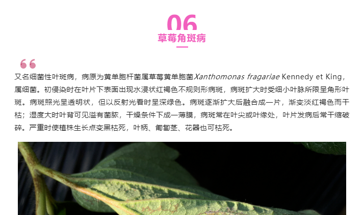 江門植保