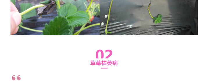 江門植保