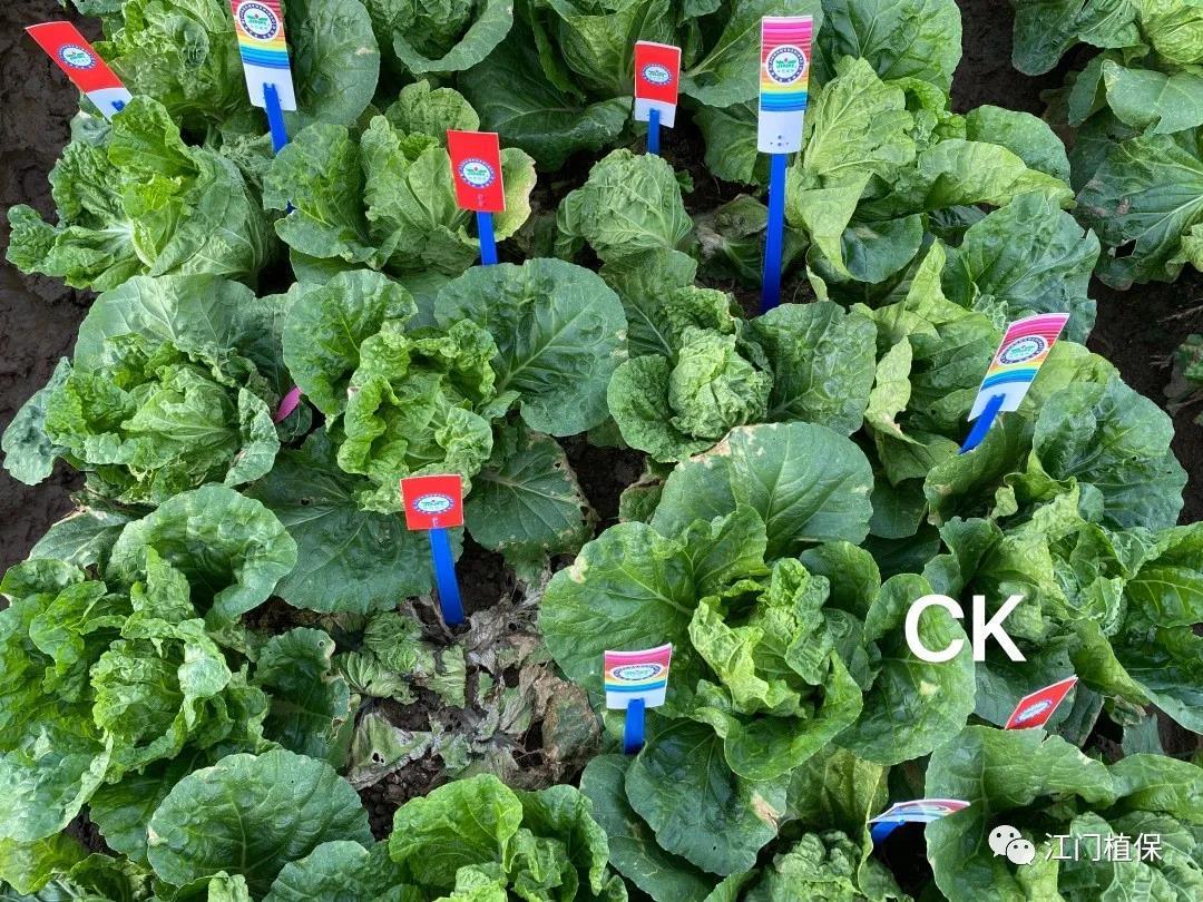 江門植保