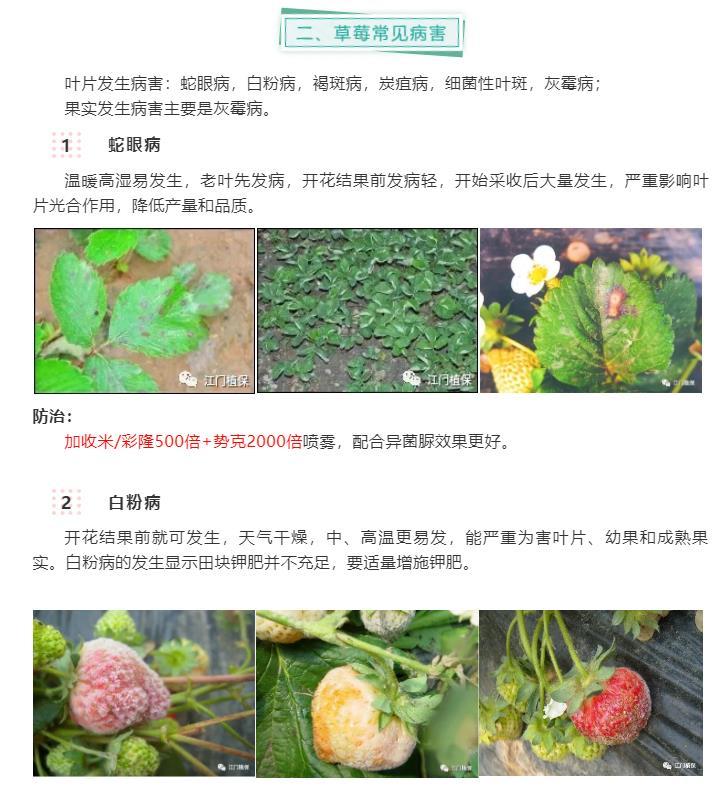 江門(mén)植保