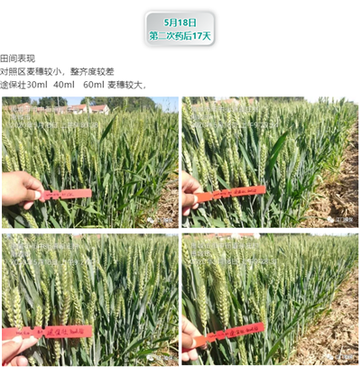 江門(mén)植保