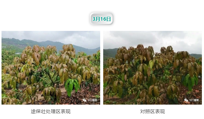 江門(mén)植保