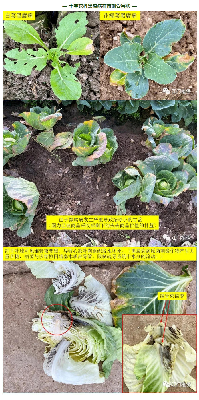 江門植保
