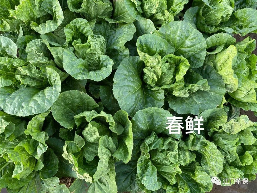 江門植保