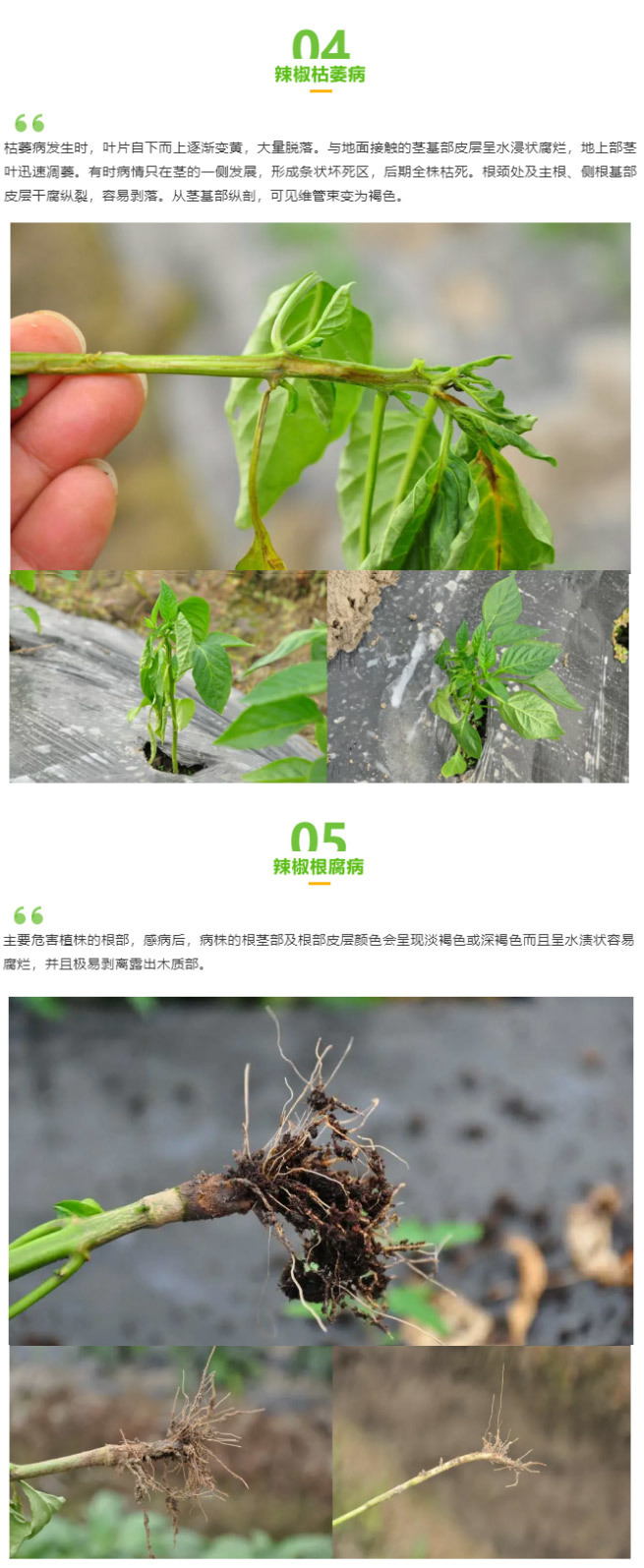 江門植保