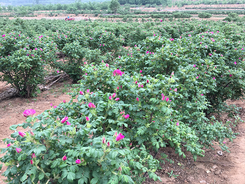 玫瑰花基地