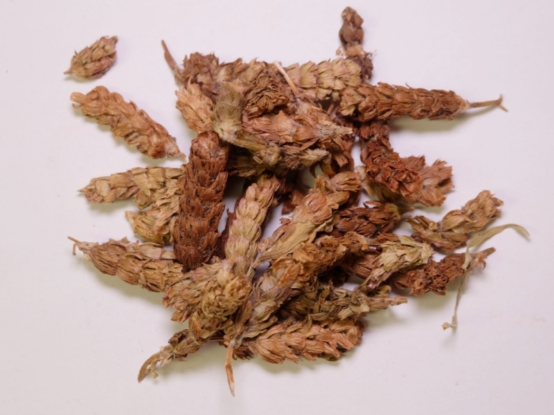 夏枯球