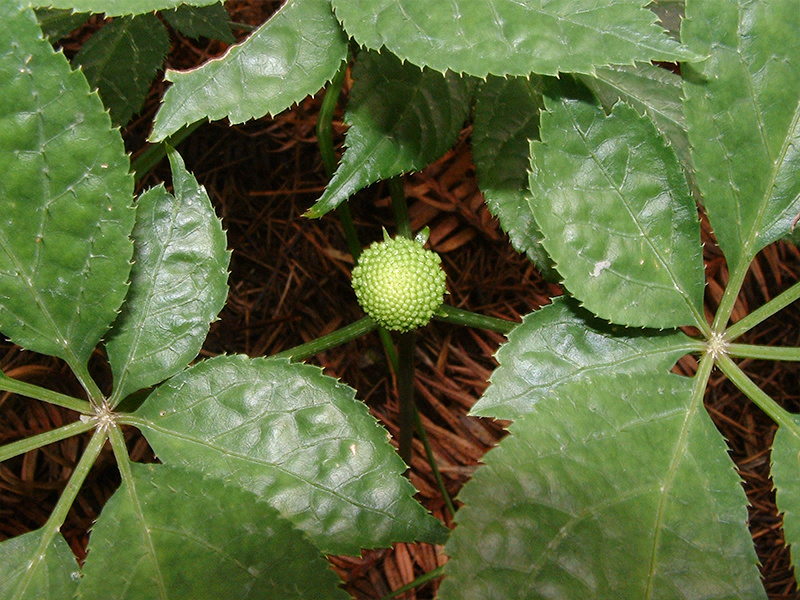 田七