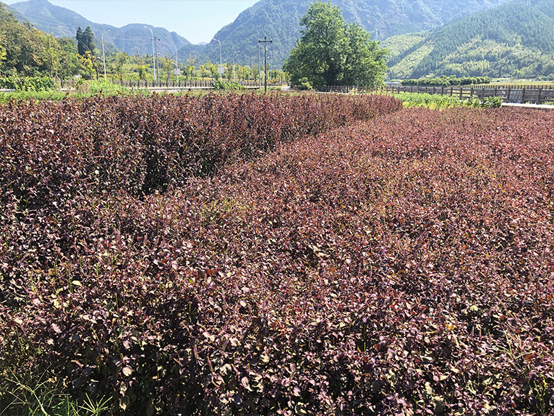 紫苏基地