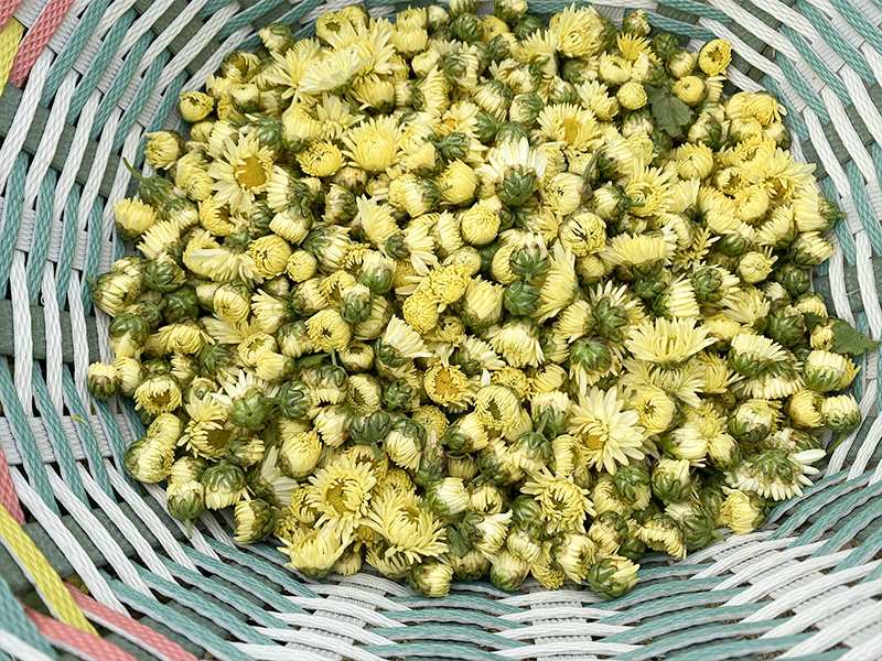 菊花基地