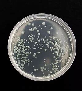 嗜黏蛋白阿克曼菌 （AKK99）（热灭活）