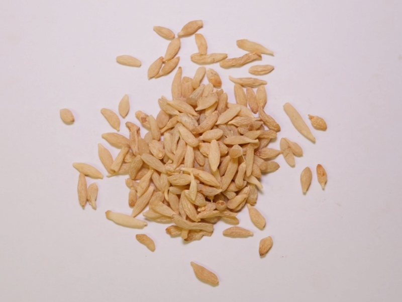 麦冬