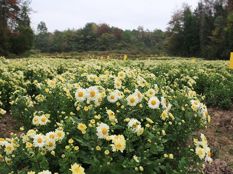 菊花基地