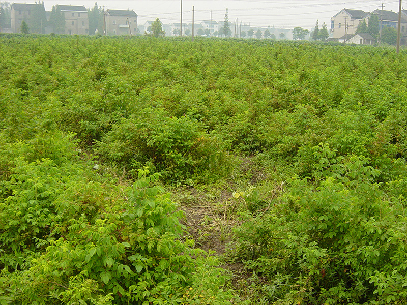 玫瑰花基地
