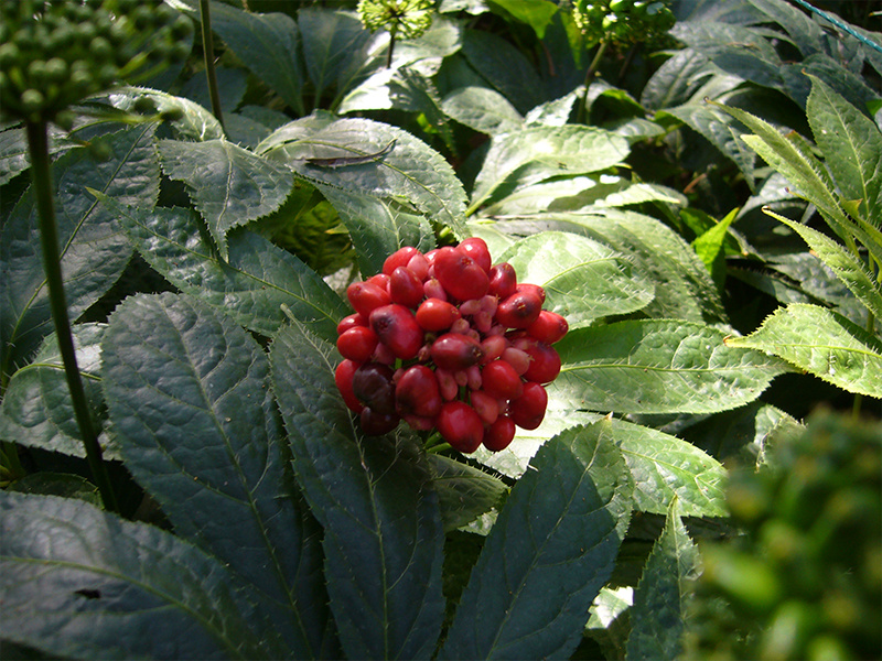 田七