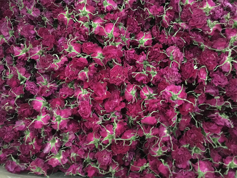 玫瑰花基地