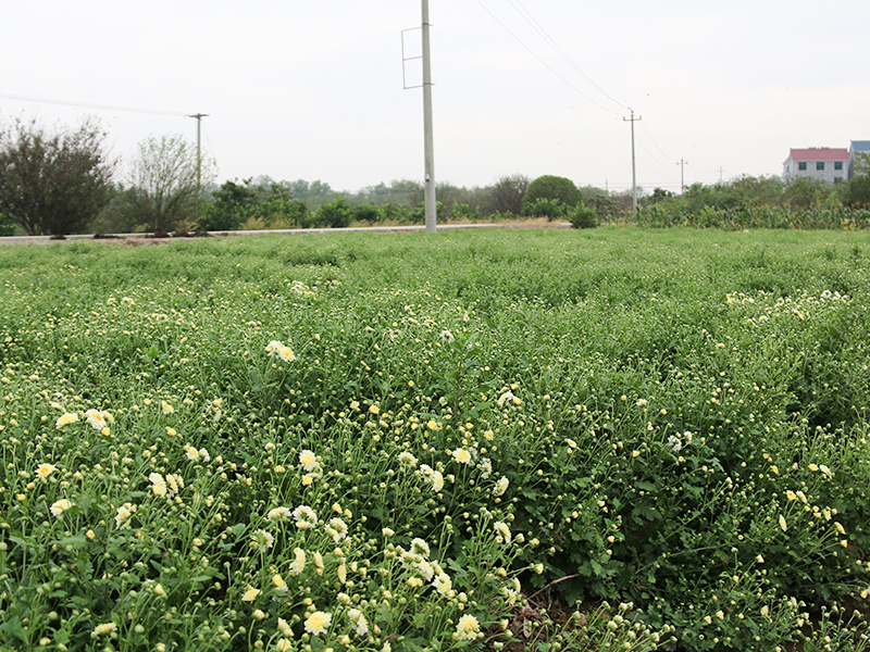 菊花基地