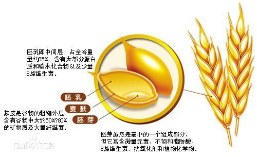 為何提倡“全谷物營(yíng)養+”？