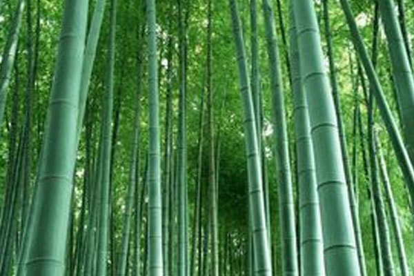 Bamboo Pellet Making