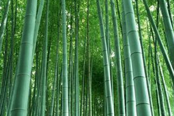 Fabricación de pellets de bambú