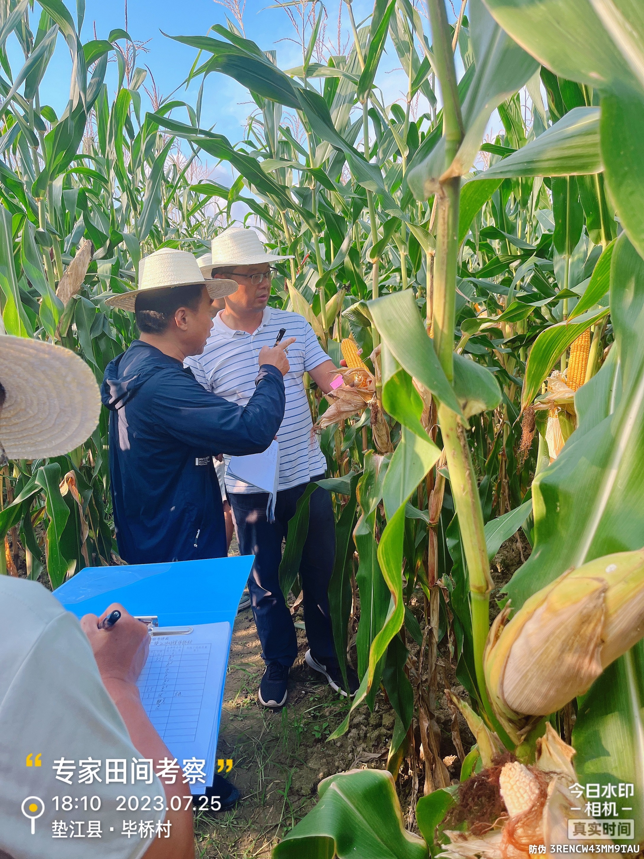 市种子站组织专家团队考察中一种业玉米品种试验