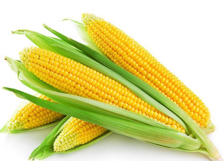 玉米晚收8—10天 亩产可增收10%左右