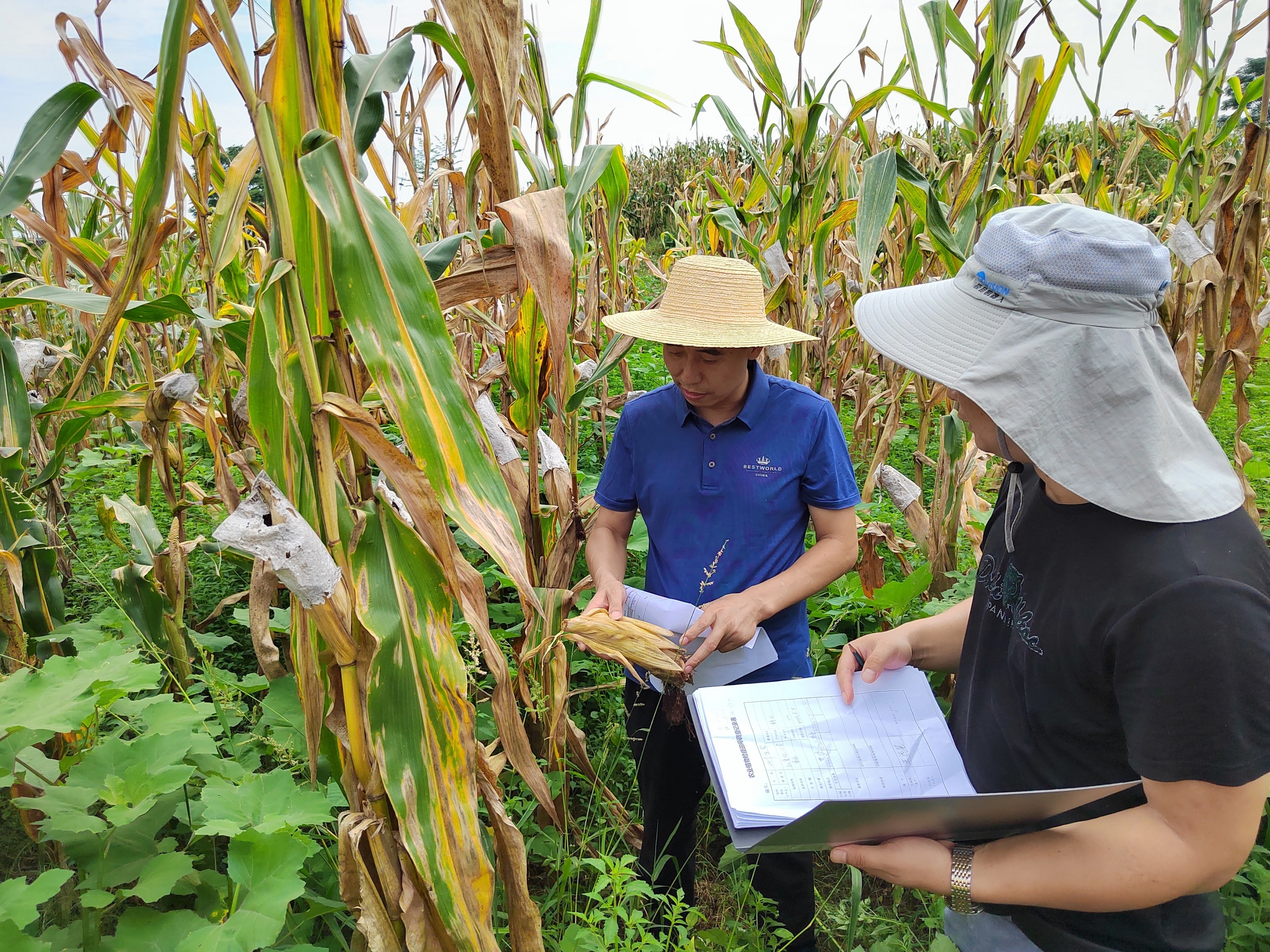 垫江县植保植检站检查水稻所中一种业农作物产地检疫工作