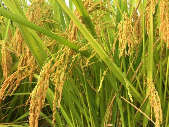持续阴雨寡照气候对重庆水稻生长的影响及对策建议