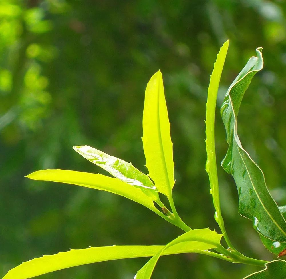 Macadamia Biological Learning