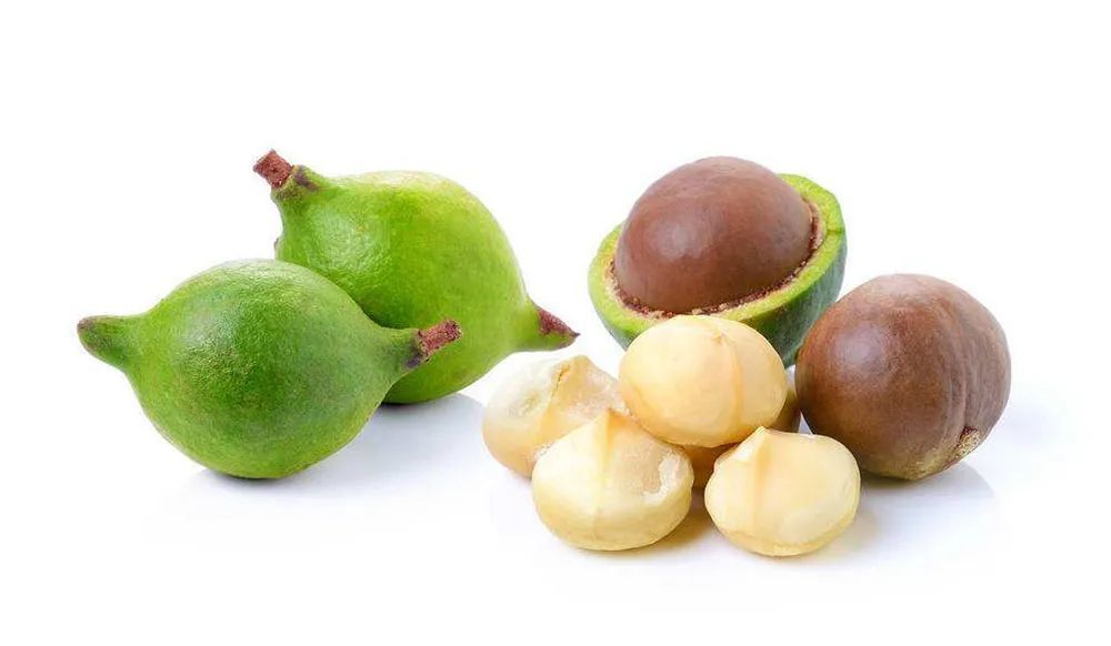 Botanical characteristics of macadamia nuts