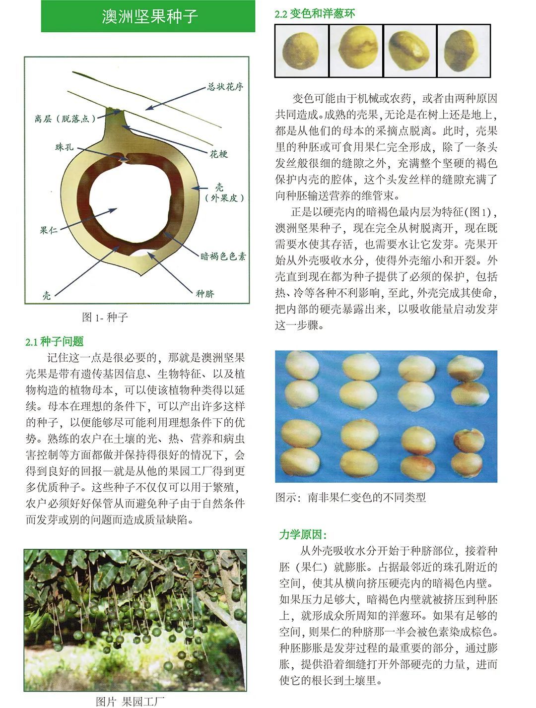 Technical Knowledge: Macadamia Seeds